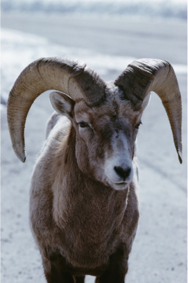 How to Trim Sheep Horns