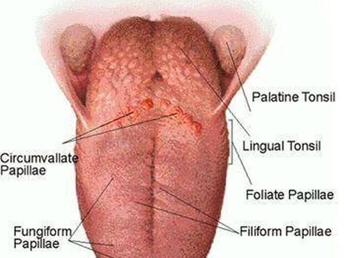 porn video HD - Thrush mouth and oral sex porn video 2020 Shaved vaginas jpegs