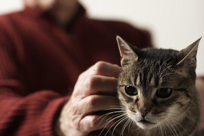 Low-Protein Cat Food for Cats With Kidney Disease - Pets