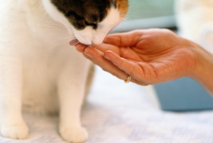 Remedies to Calm a Female Cat in Heat Pets