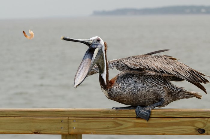 16 Photos Of Wildlife In Georgia That'll Drop Your Jaw!