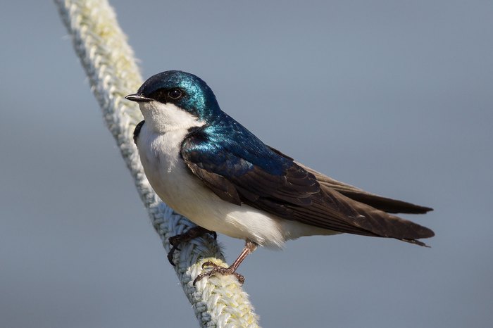 These 33 Large Birds In Virginia Will Leave You In Awe