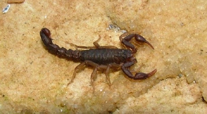 Pest Profile: Southern Devil Scorpion