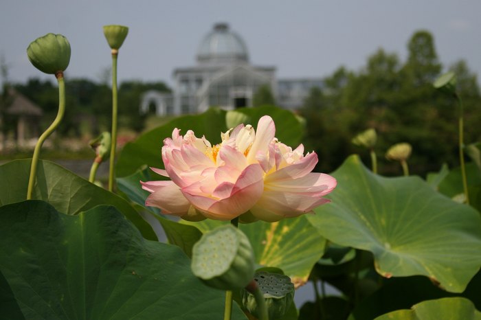Lotus Home Garden - Lewis Ginter Botanical Garden