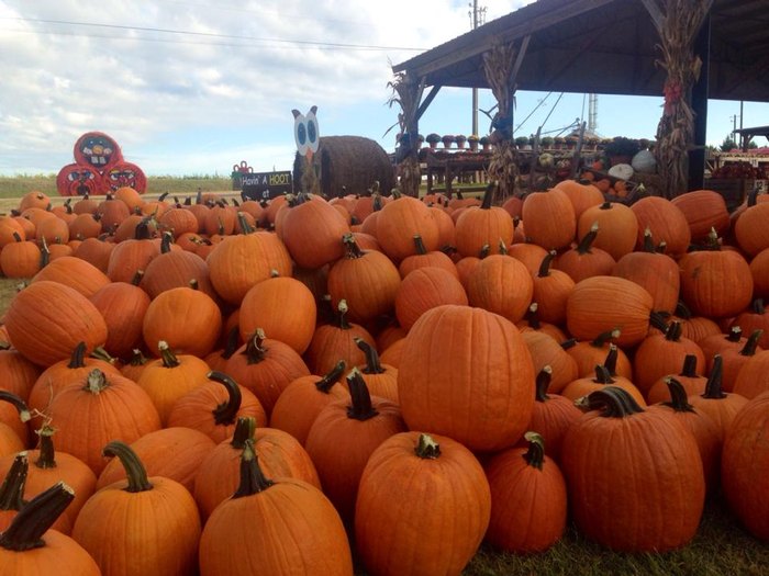 Here Are Some Of The Best Pumpkin Patches In Alabama