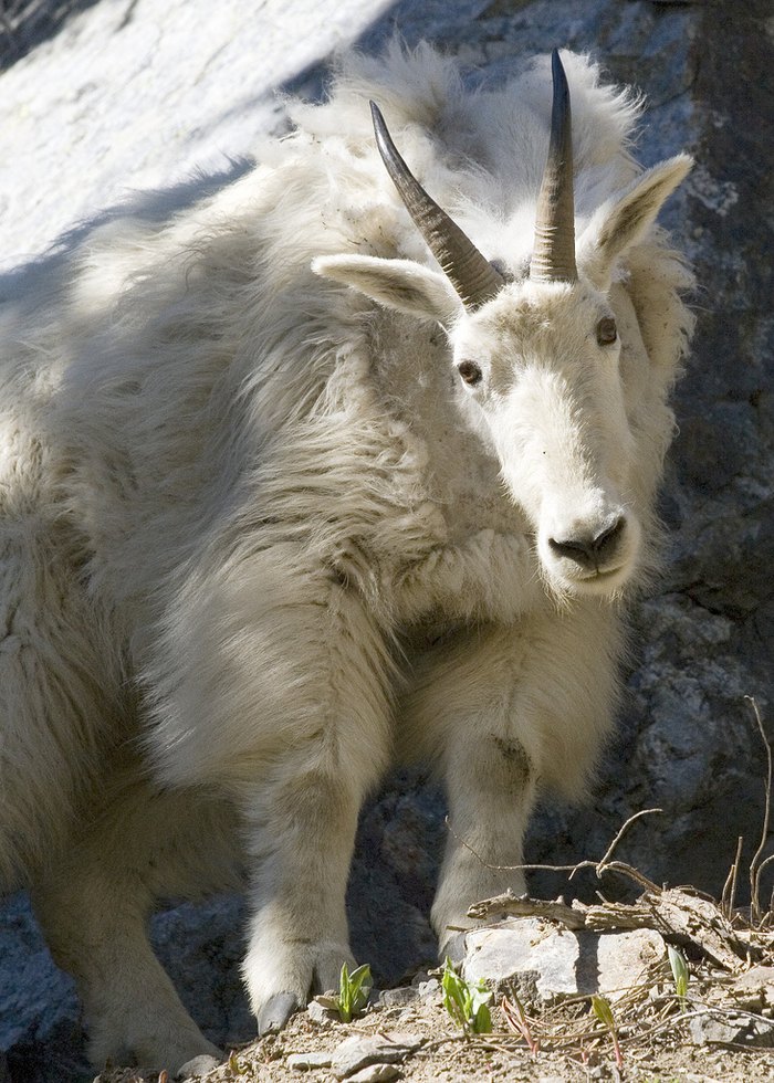 11 Amazing Photos Of Wildlife In Oregon