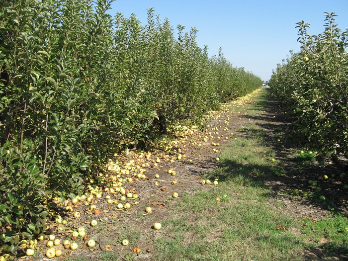 The 10 Best Pick Your Own Farms In Texas