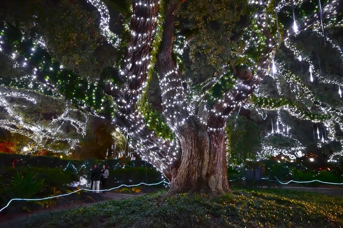 Convert your Christmas tree to a Mardi Gras tree (via L.A. to N.O.L.A.)