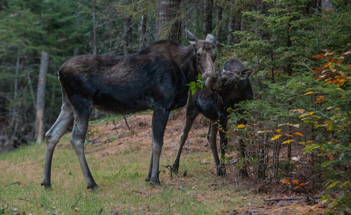 13 Pictures of Wildlife in New Hampshire That Will Drop Your Jaw