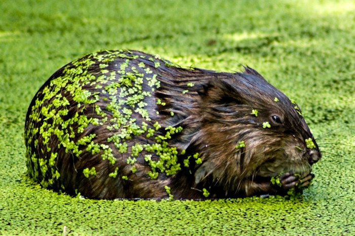 18 Photos of Wildlife In New York 18 Photos of Wildlife In New York