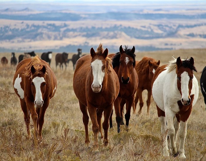 Black Hills Wild Horse Sanctuary