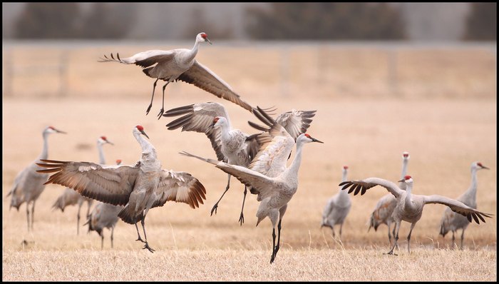 500,000 Cranes Are Headed for Nebraska in One of Earth's Greatest