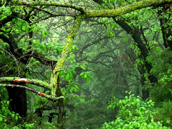 Good Earth State Park at Blood Run
