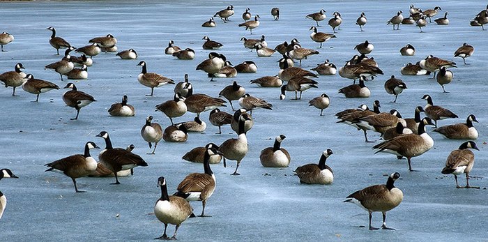 Canadian geese on a frozen lake