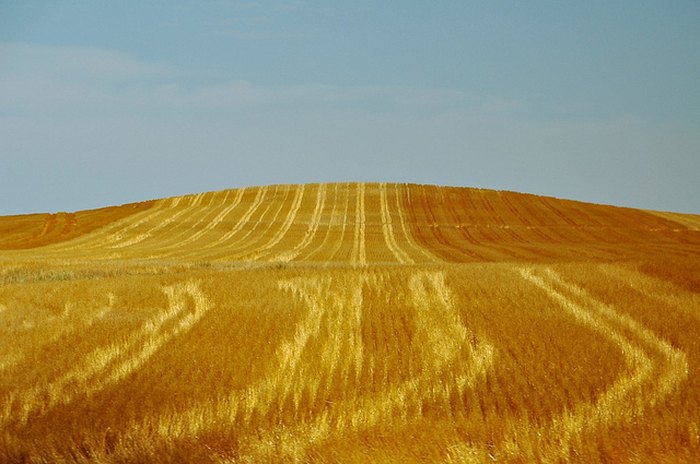 august gold