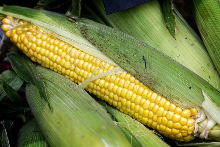 corn