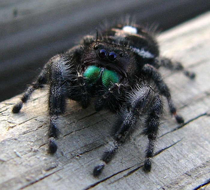 Bug Bytes: Jumping Spiders