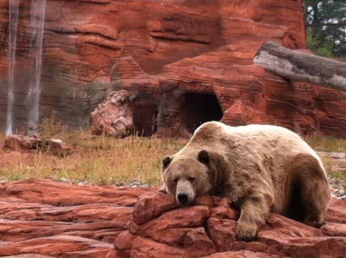 Bear Country USA