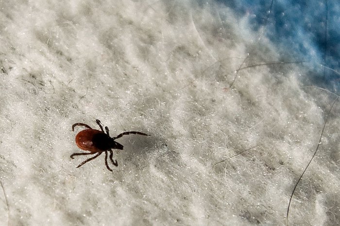 Tick