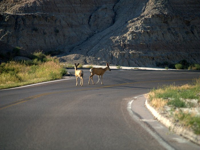 Deer