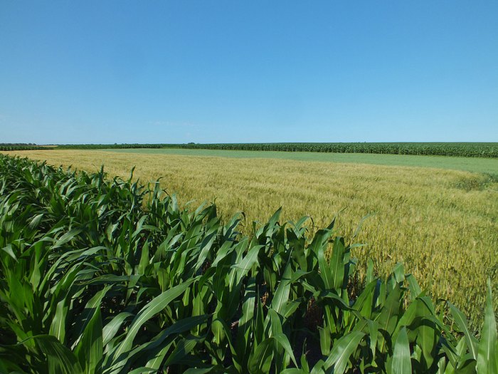 corn