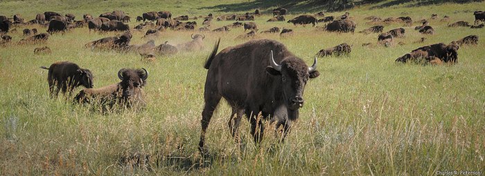 bison herd