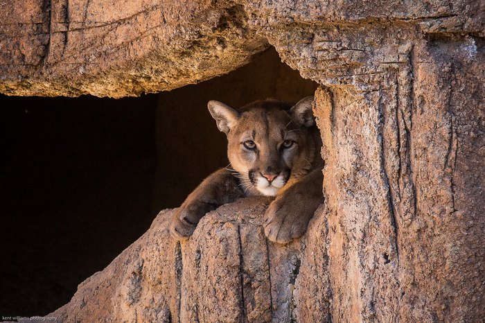 26 More People Come Forward With Mountain Lion Sightings in NJ