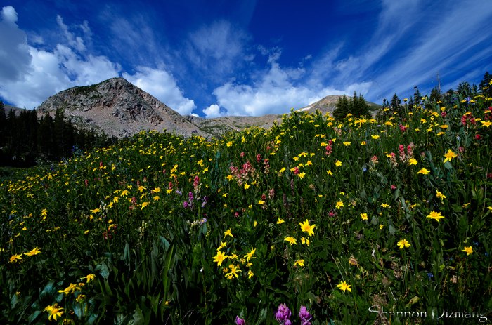 The Best Hikes In Denver For Viewing Wildflowers