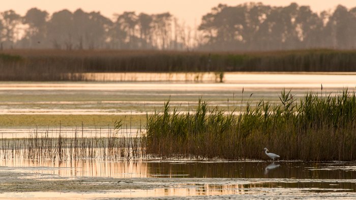 Bombay Hook National Wildlife Refuge bird