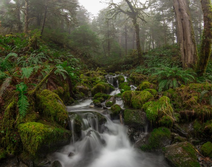 Quinault Rain Forest - Wikipedia