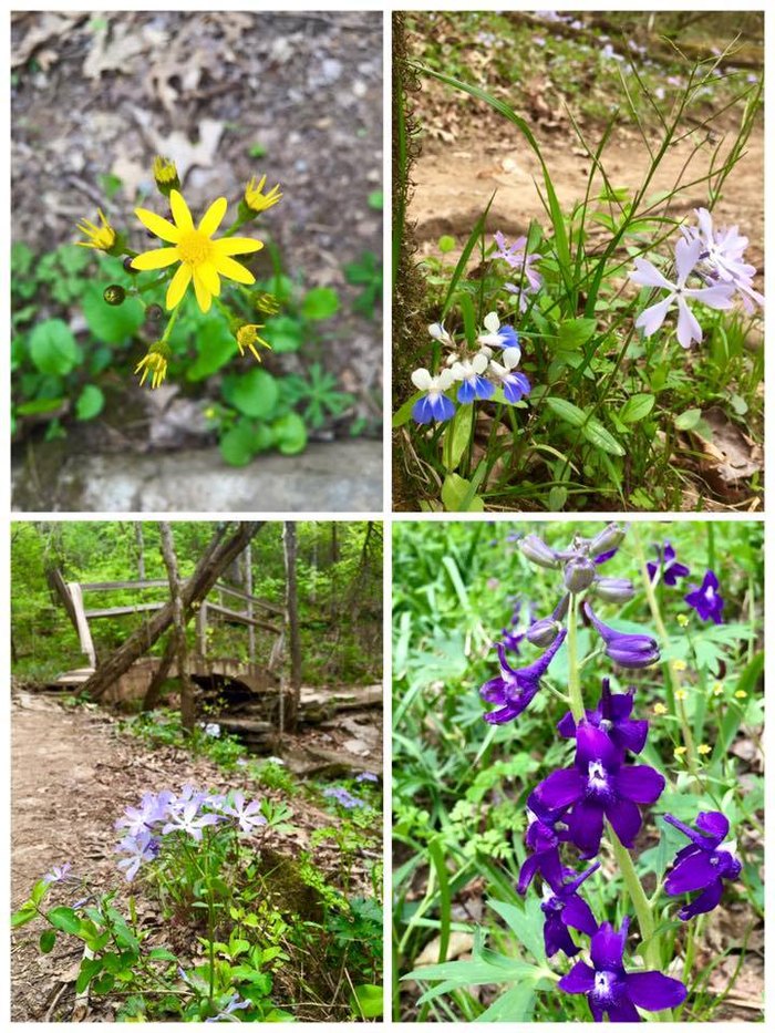 Raven Ridge Is A Scenic, Yet Easy Trail In Kentucky