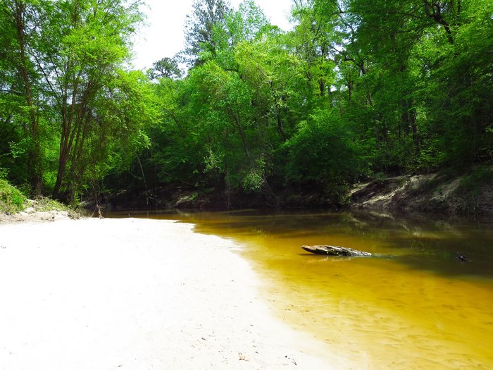 Escape To The Bayou: Kisatchie Bayou State Park – Your Louisiana Adventure Awaits!