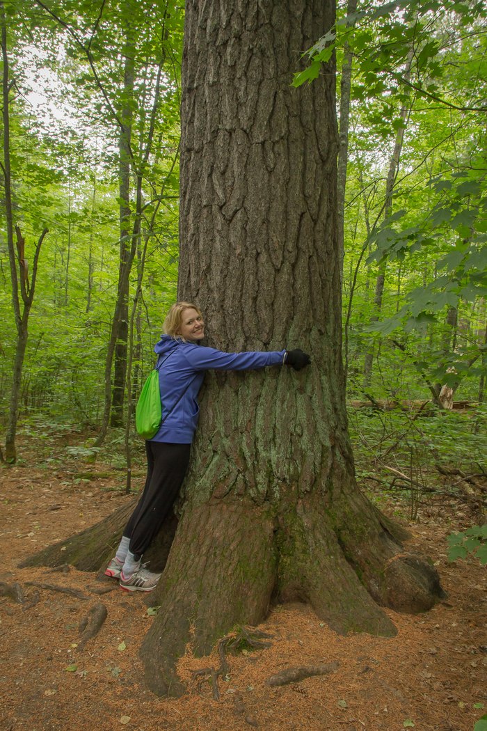 There’s No Forest In The World Like The Lost 40 In Minnesota