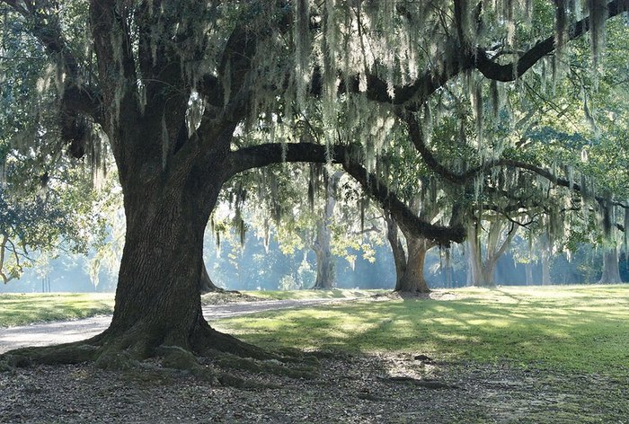 Visit Melrose Plantation In Louisiana For A Unique Attraction 9946