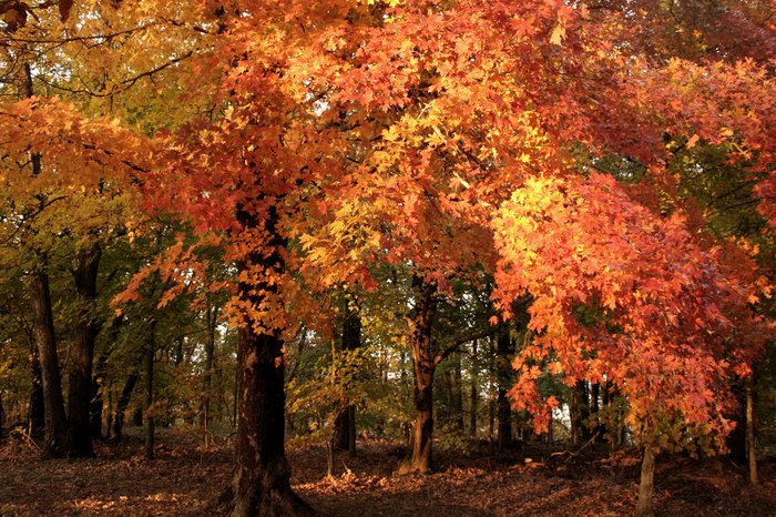 Arkansas fall foliage road trip