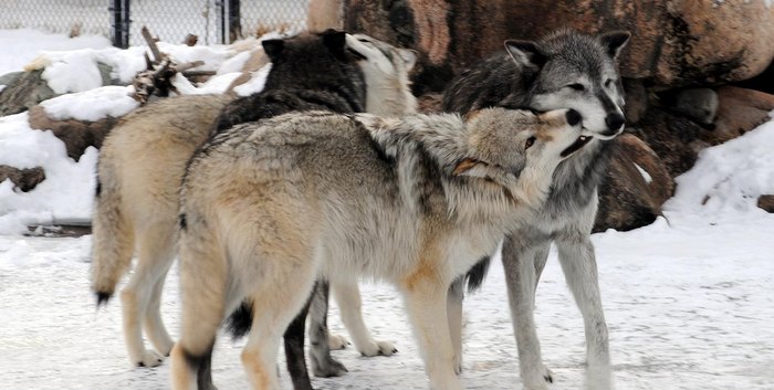 There's No Attraction In The World Quite Like This One In Montana