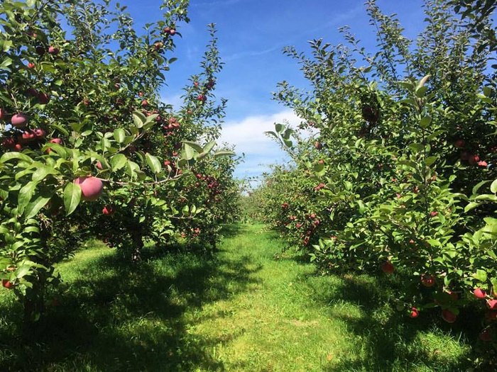 The 10 Best Apple Orchards in Wisconsin