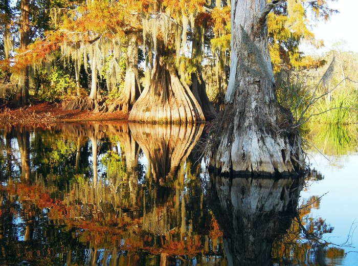 Visit Chicot State Park for the Most Beautiful Hike in Louisiana