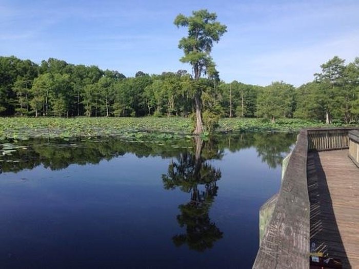 Chicot State Park: Louisiana's Hidden Gem for Nature Lovers