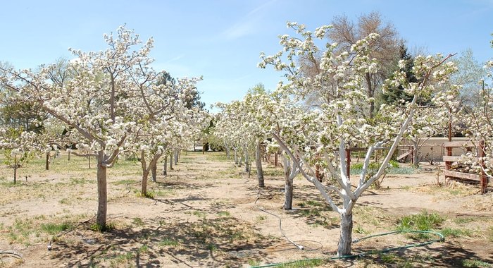 nevada apple orchards