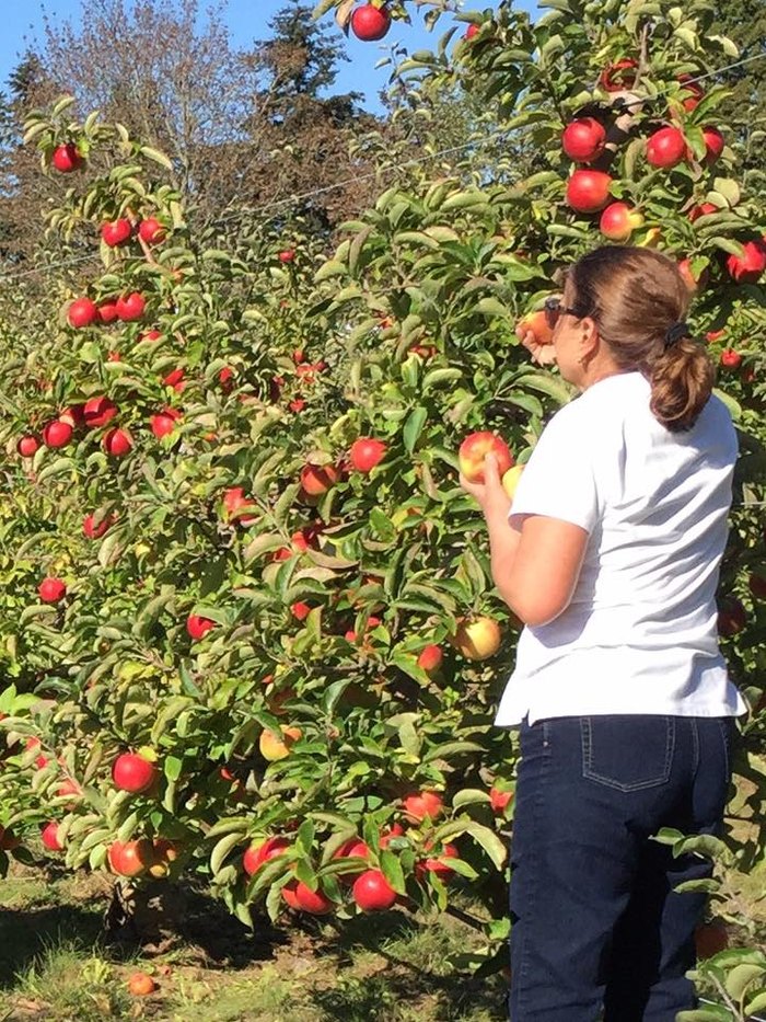 10 Best Apple Orchards In Washington