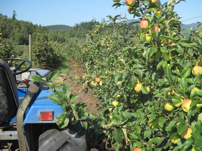 10 Best Apple Orchards In Washington