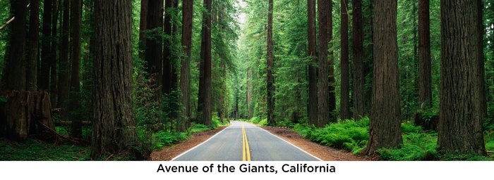 The Avenue of the Giants in Humboldt Redwoods State Park is Magical
