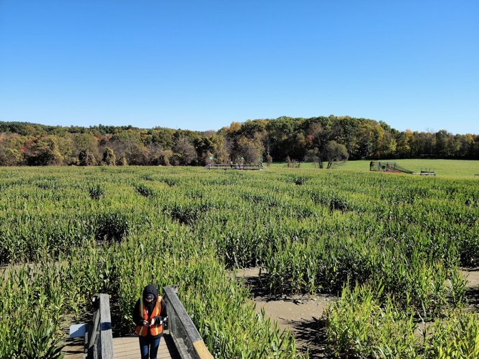 Davis Mega Maze Is The Best Corn Maze In Massachusetts