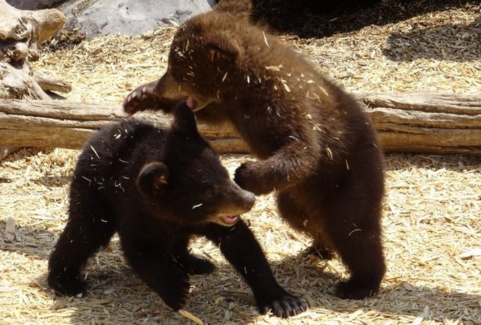 Yellowstone Bear World - Idaho Wildlife Safari Experience
