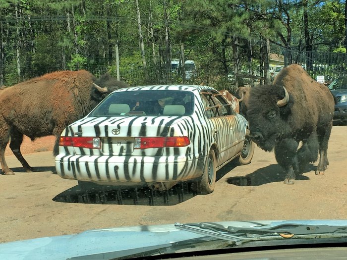 animal safari warm springs ga