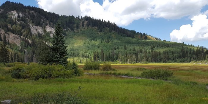 Meadows