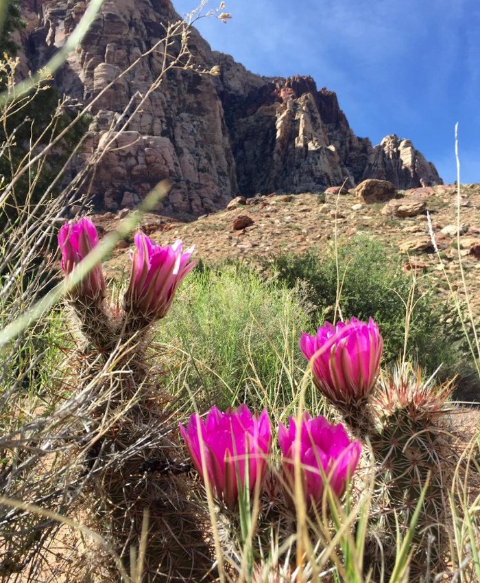 Pine Creek Canyon Trail