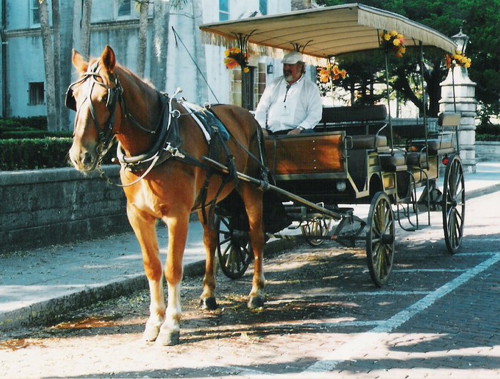 8 Magical Horse Drawn Carriage Rides And Tours In Florida