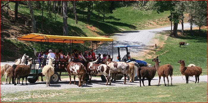 safari park wagon ride
